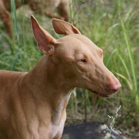 pharaoh hound breeders.